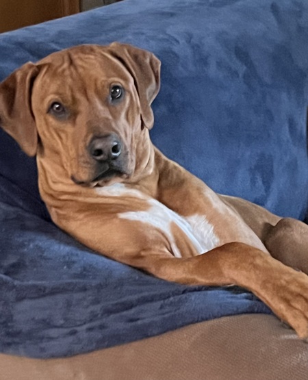 Entry image for Obi. Clicking this image will show a larger photo