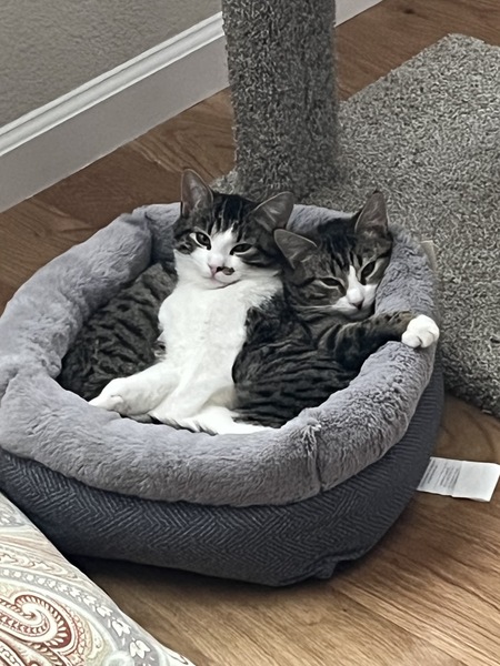 Entry image for Smudge and Shilo. Clicking this image will show a larger photo