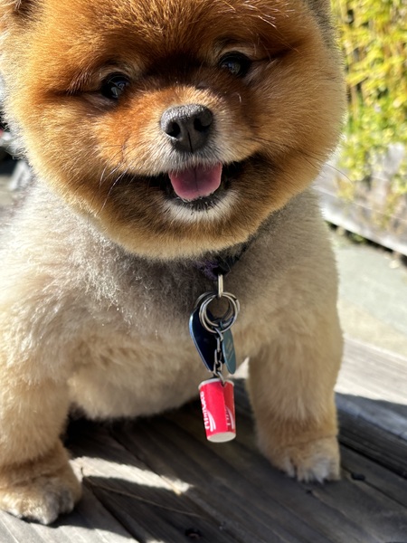 Entry image for Ginger. Clicking this image will show a larger photo
