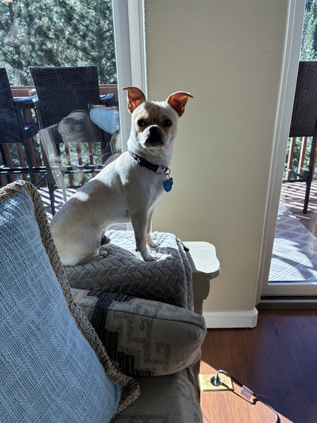 Entry image for Butterball . Clicking this image will show a larger photo
