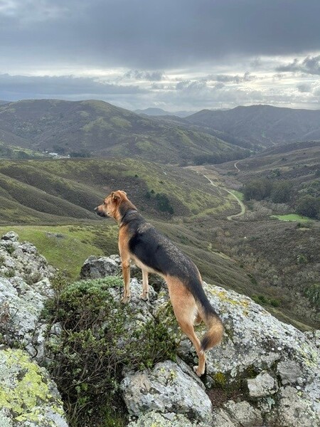 Entry image for Maia. Clicking this image will show a larger photo