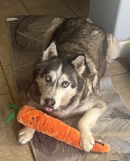 Entry image for Bunny. Clicking this image will show a larger photo