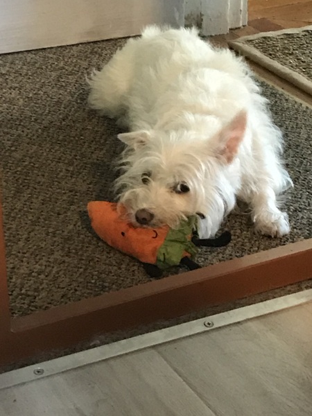 Entry image for Millie . Clicking this image will show a larger photo
