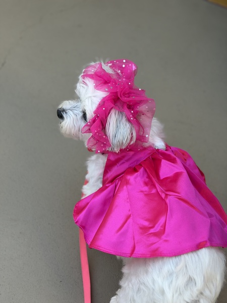Entry image for Princess. Clicking this image will show a larger photo