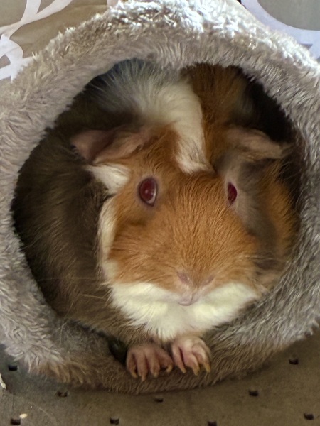 Entry image for Bebe. Clicking this image will show a larger photo