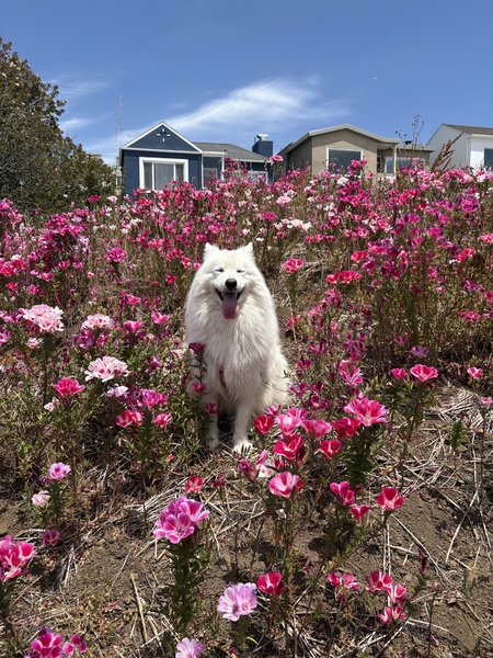Entry image for Sammy. Clicking this image will show a larger photo