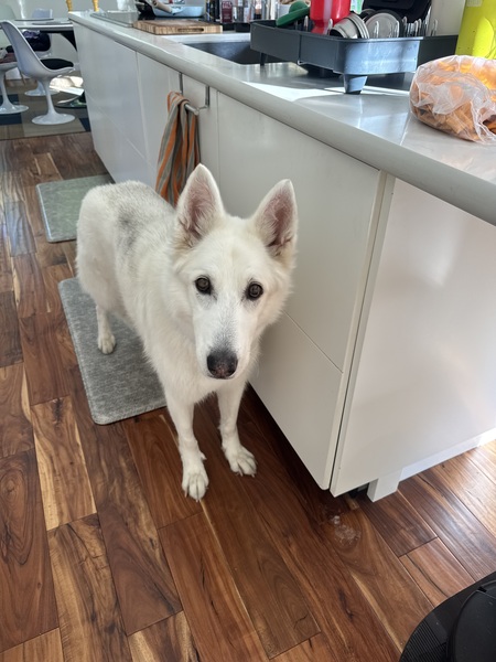 Entry image for Sawyer. Clicking this image will show a larger photo