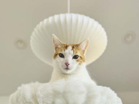 Entry image for Nobu. Clicking this image will show a larger photo