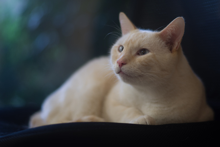 Entry image for Theo. Clicking this image will show a larger photo