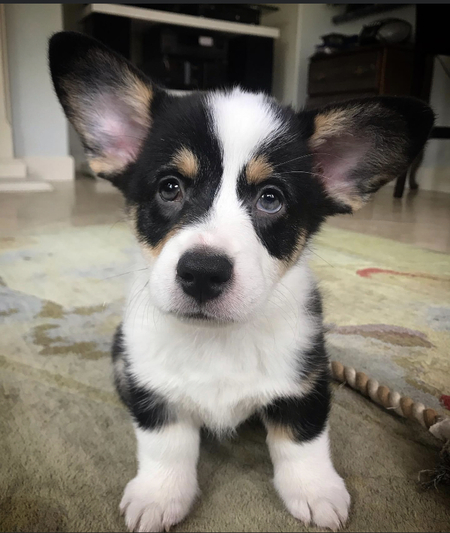 Entry image for Benny. Clicking this image will show a larger photo