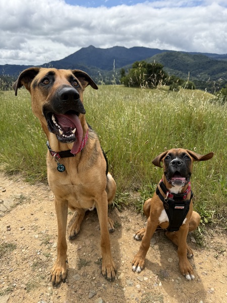 Entry image for Murphy and Sofie. Clicking this image will show a larger photo