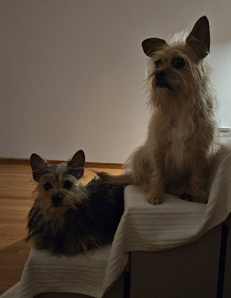 Entry image for Itzy and Bamm. Clicking this image will show a larger photo