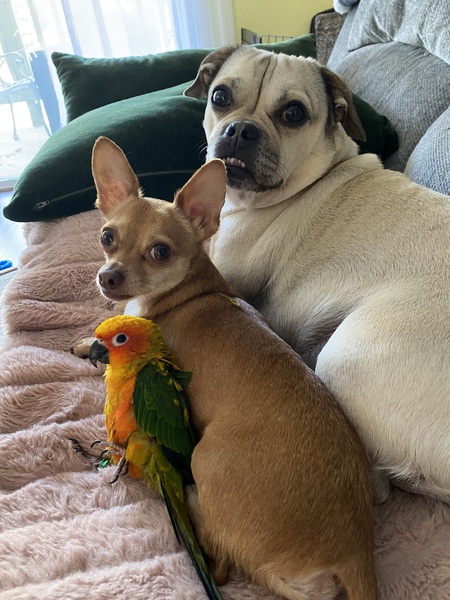 Entry image for Marcio, Tiny Guy & Morty. Clicking this image will show a larger photo