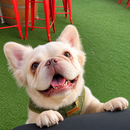 Entry image for Rufus. Clicking this image will show a larger photo