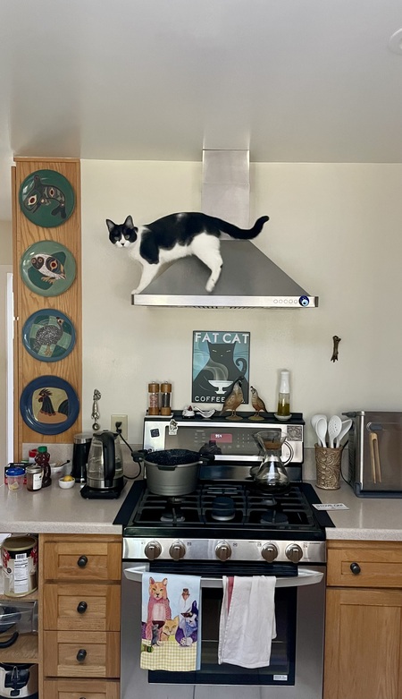 Entry image for Finn. Clicking this image will show a larger photo