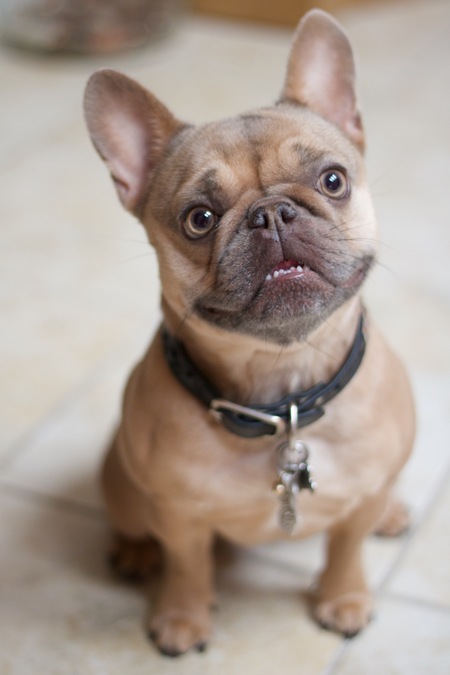 Entry image for Gizmo. Clicking this image will show a larger photo