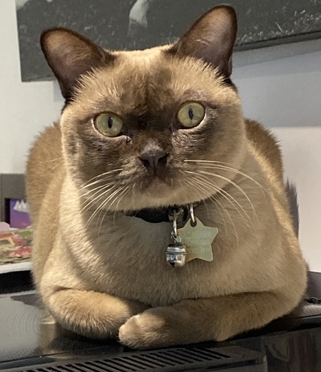 Entry image for Miko. Clicking this image will show a larger photo