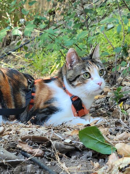 Entry image for Josie. Clicking this image will show a larger photo