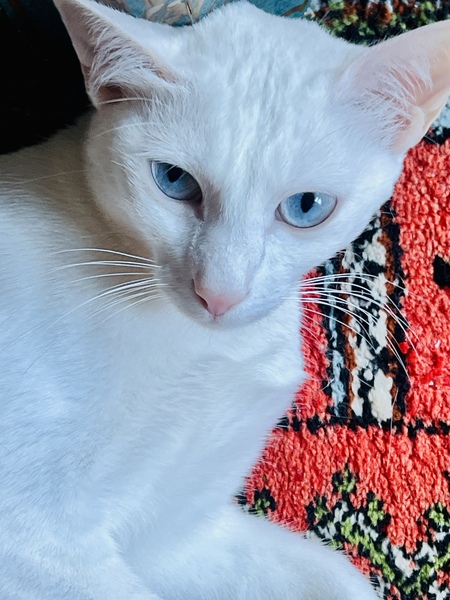 Entry image for Misty . Clicking this image will show a larger photo