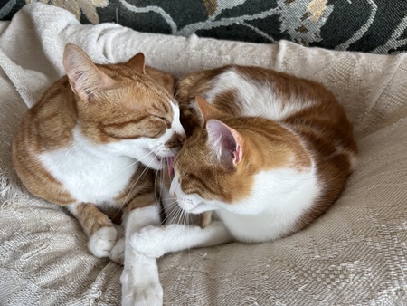 Entry image for Buster and Joey. Clicking this image will show a larger photo
