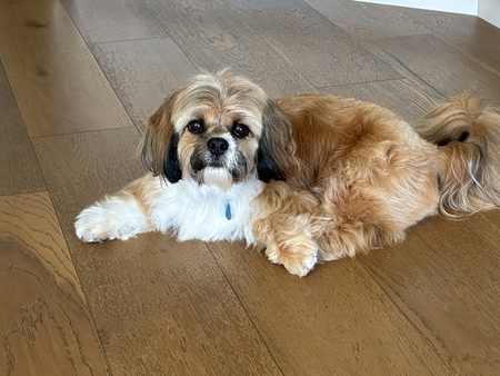 Entry image for Toby. Clicking this image will show a larger photo