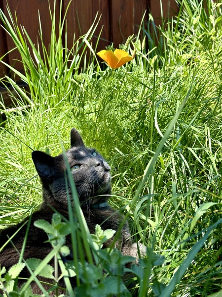 Entry image for Ollie. Clicking this image will show a larger photo