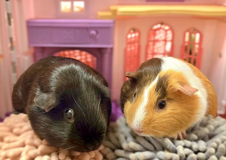 Entry image for Elphy & Lola. Clicking this image will show a larger photo