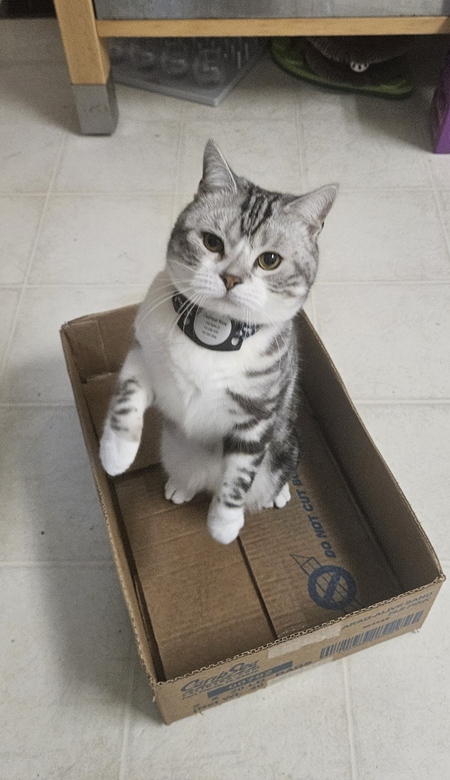Entry image for Chairman Meow. Clicking this image will show a larger photo