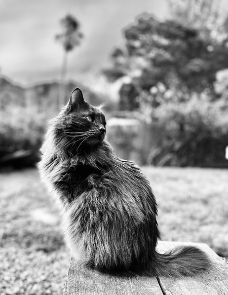 Entry image for Luna. Clicking this image will show a larger photo