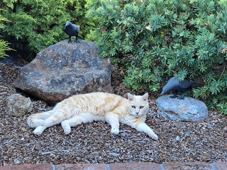 Entry image for Tiger. Clicking this image will show a larger photo