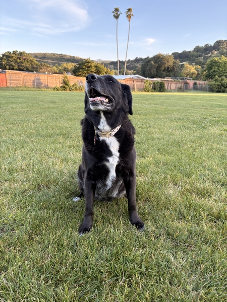Entry image for Lola. Clicking this image will show a larger photo