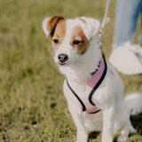 Entry image for Maggie 