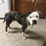 Entry image for Bronco