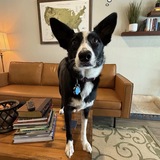 Entry image for Lucy