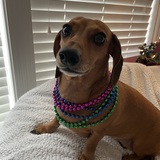 Entry image for Roo Merritt