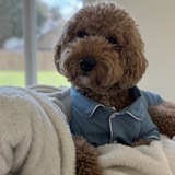 Entry image for Armani 