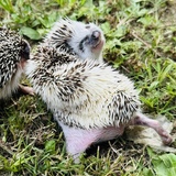 Entry image for Enya