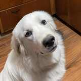 Entry image for Yogi