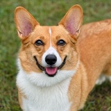 Entry image for Scuttles