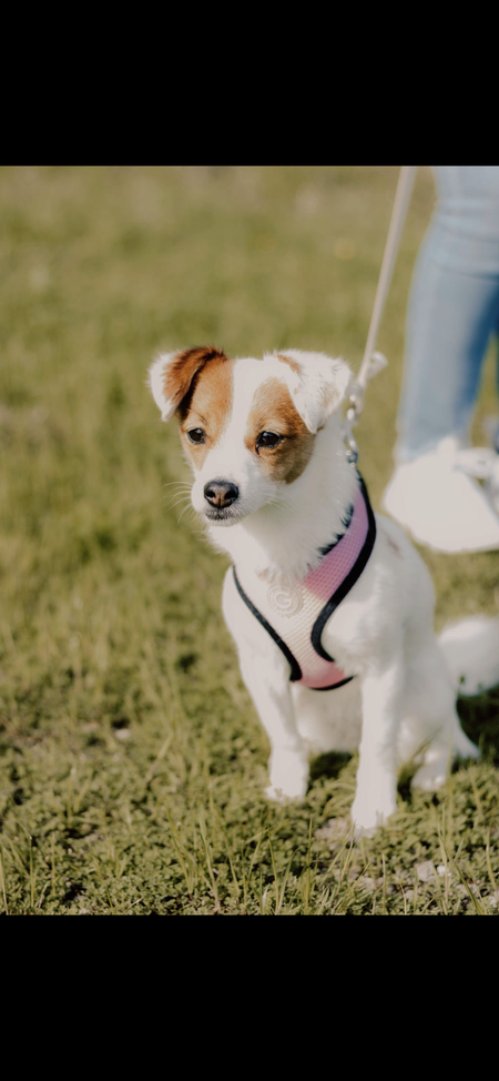 Entry image for Maggie . Clicking this image will show a larger photo