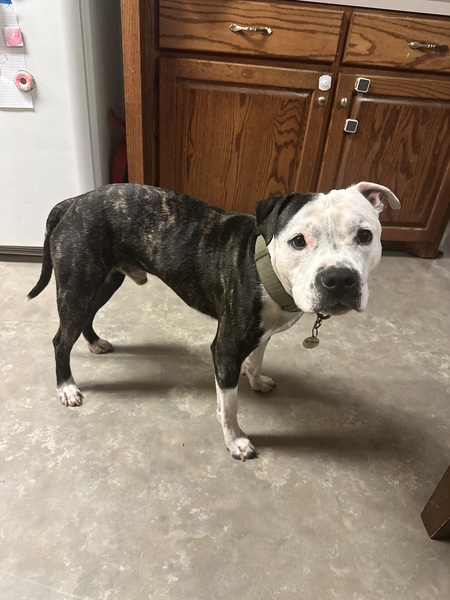 Entry image for Bronco. Clicking this image will show a larger photo