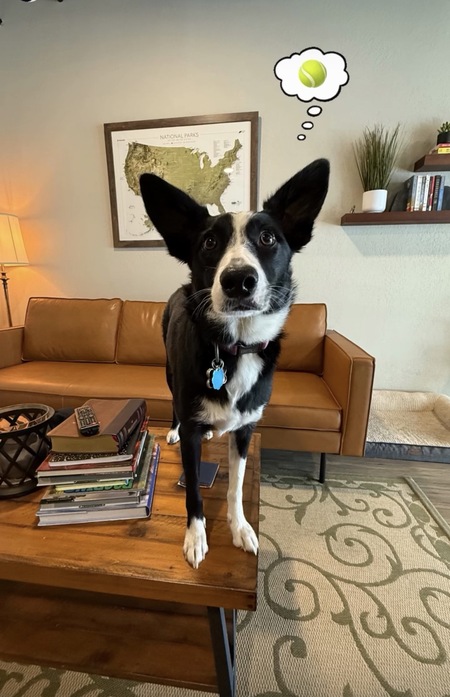 Entry image for Lucy. Clicking this image will show a larger photo