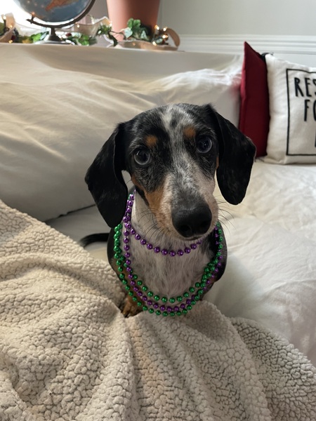 Entry image for Roxi Merritt. Clicking this image will show a larger photo