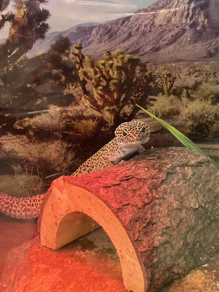 Entry image for Randal. Clicking this image will show a larger photo