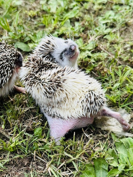 Entry image for Enya. Clicking this image will show a larger photo