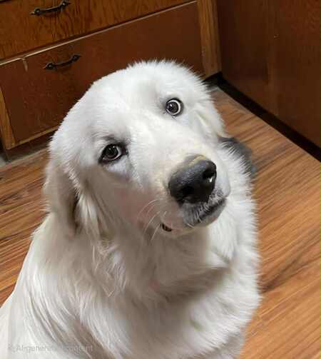 Entry image for Yogi. Clicking this image will show a larger photo