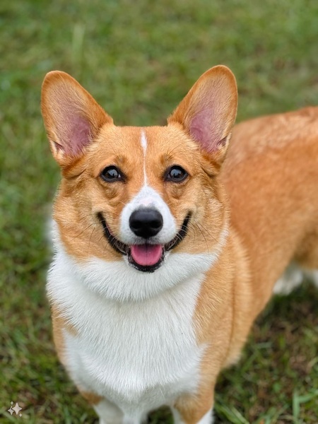 Entry image for Scuttles. Clicking this image will show a larger photo