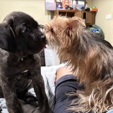 Entry image for Maya & Mia