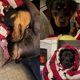 Entry image for Chelsea & Luci