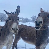 Entry image for Steve and John (rescue donkeys)